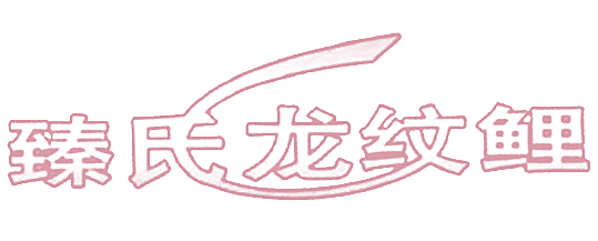 臻氏龙纹鲤